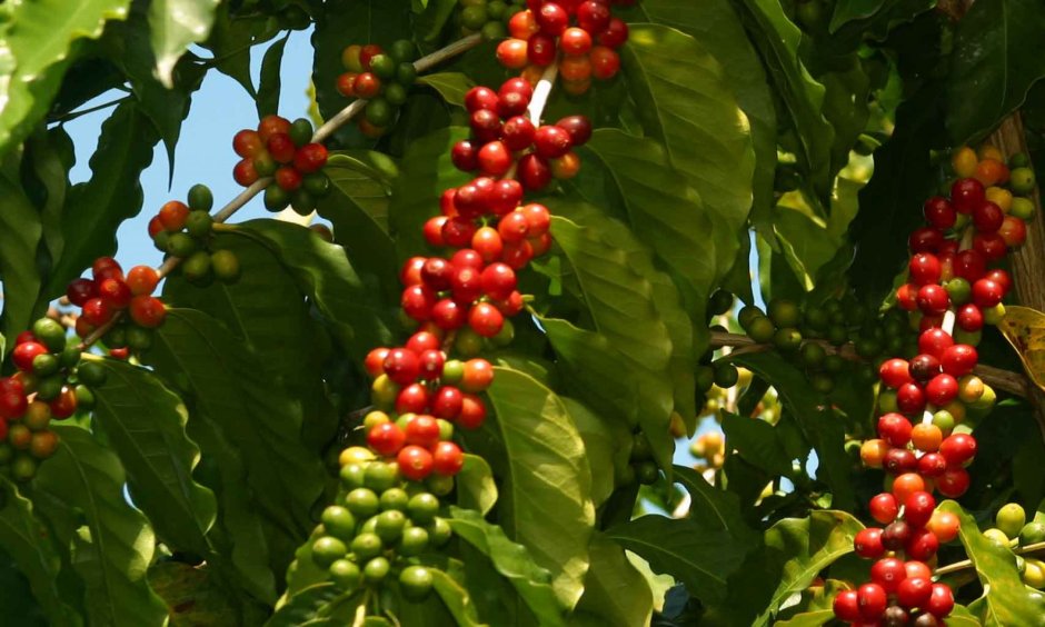 Кофейное дерево Эксцельза