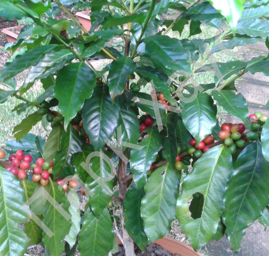 Кофе Аравийский дерево