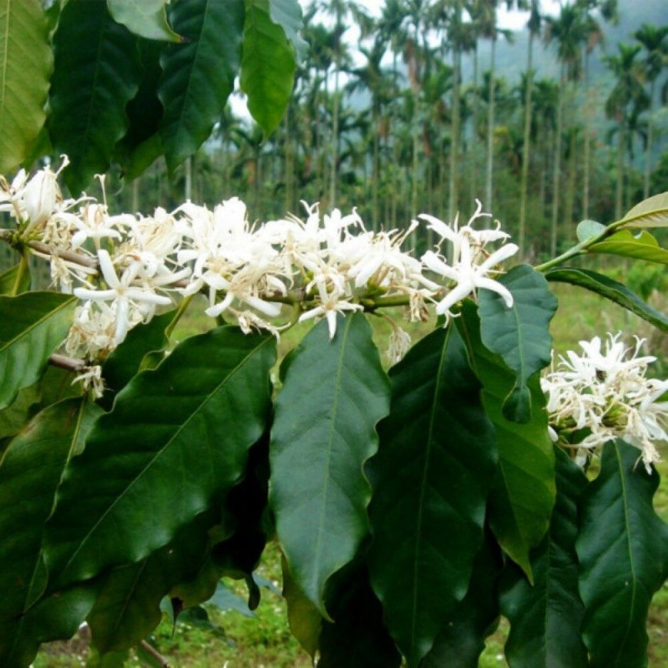 Coffea Arabica растение