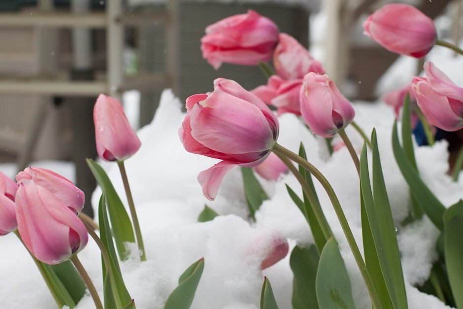 Tulipa Pink snowy