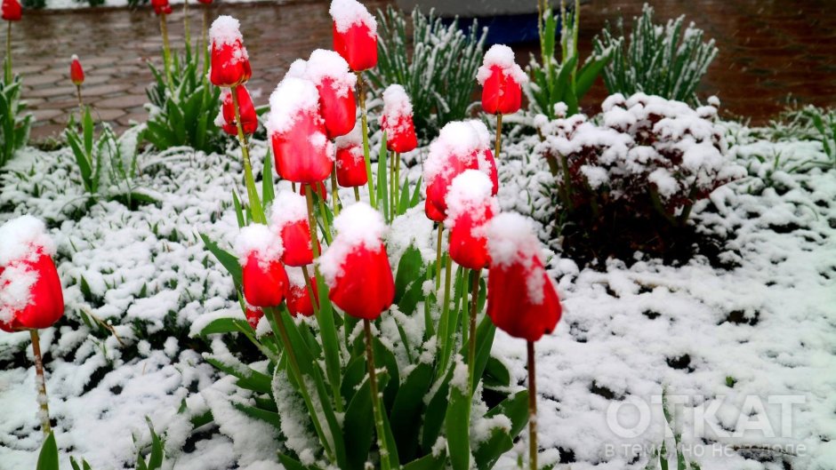 Зимние тюльпаны в снегу