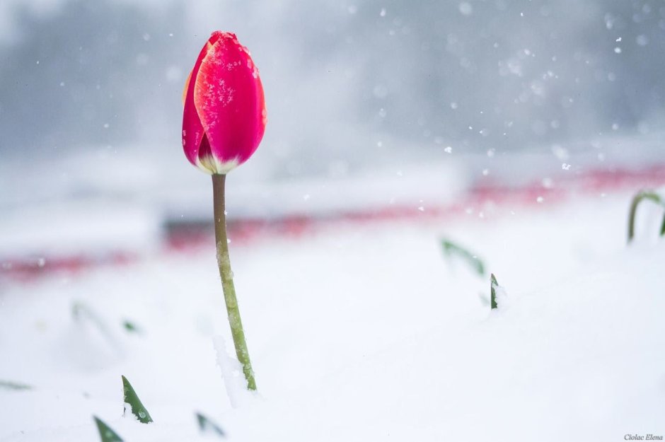 Один тюльпан в снегу