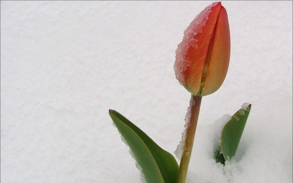 Тюльпаны в снегу