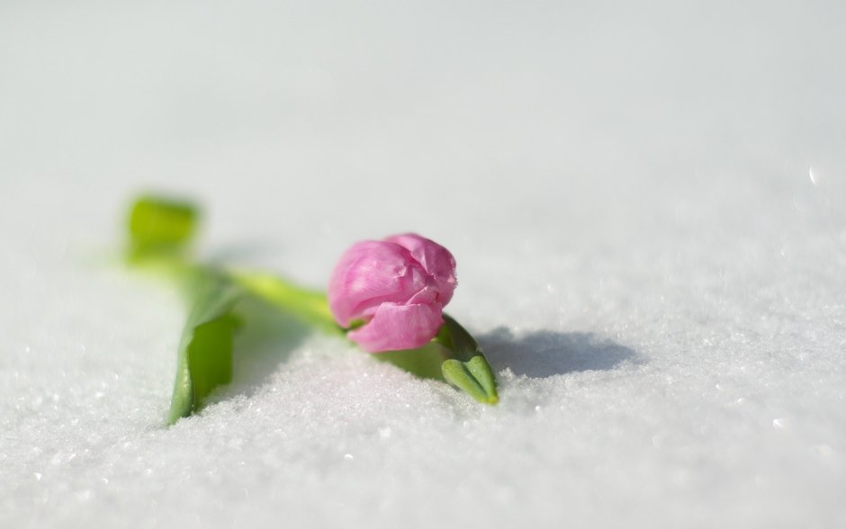 Цветы на снегу фото красивые