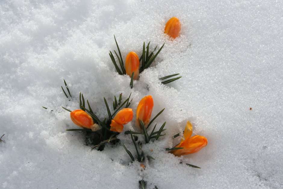 Весенние тюльпаны выглядывающие из под снега