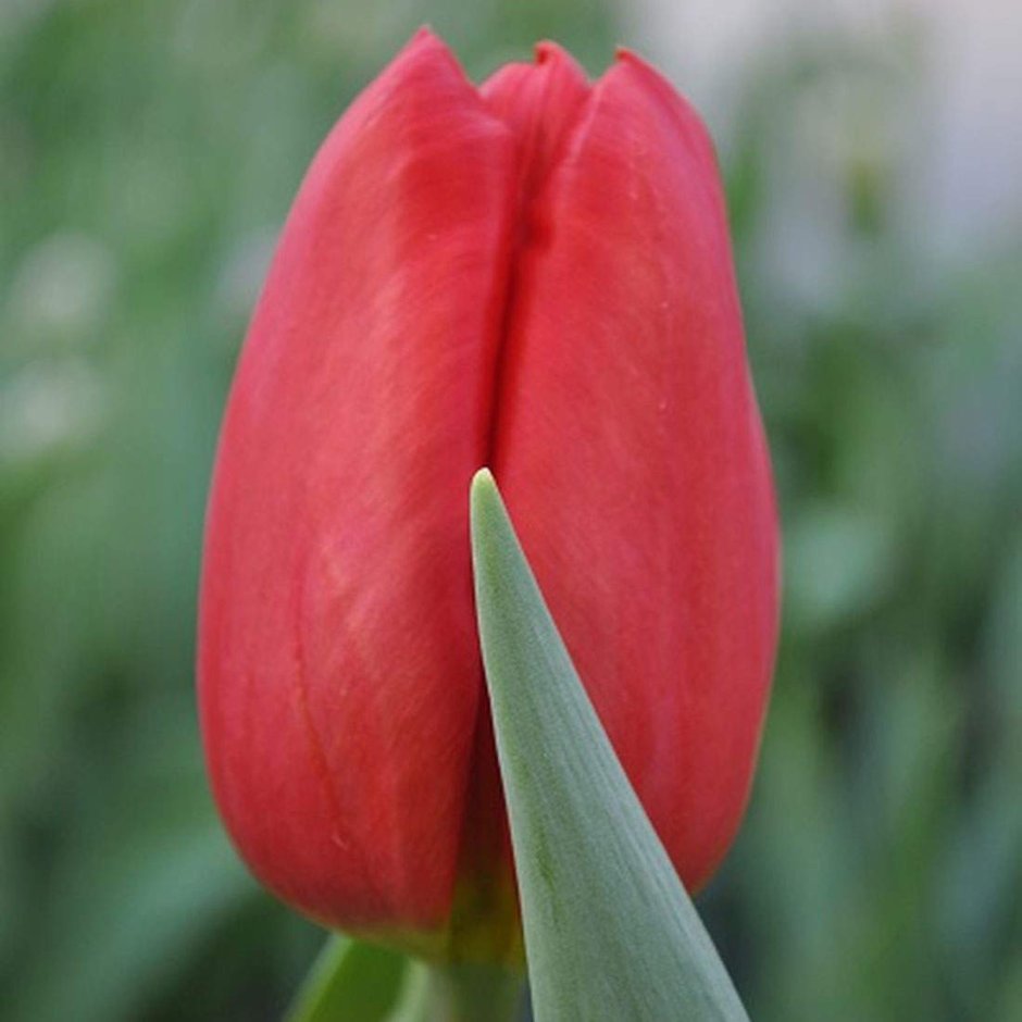 Тюльпан бахромчатый Барбадос