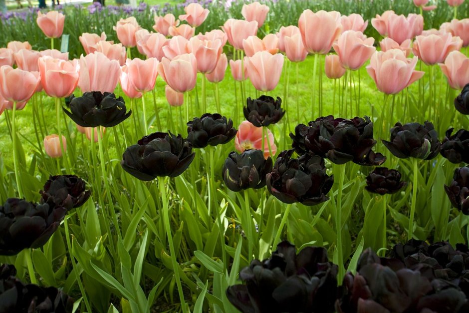 Никитский Ботанический сад парад тюльпанов 2022