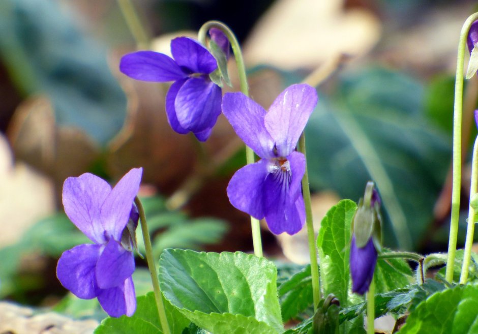 Фиалка топяная Viola uliginosa