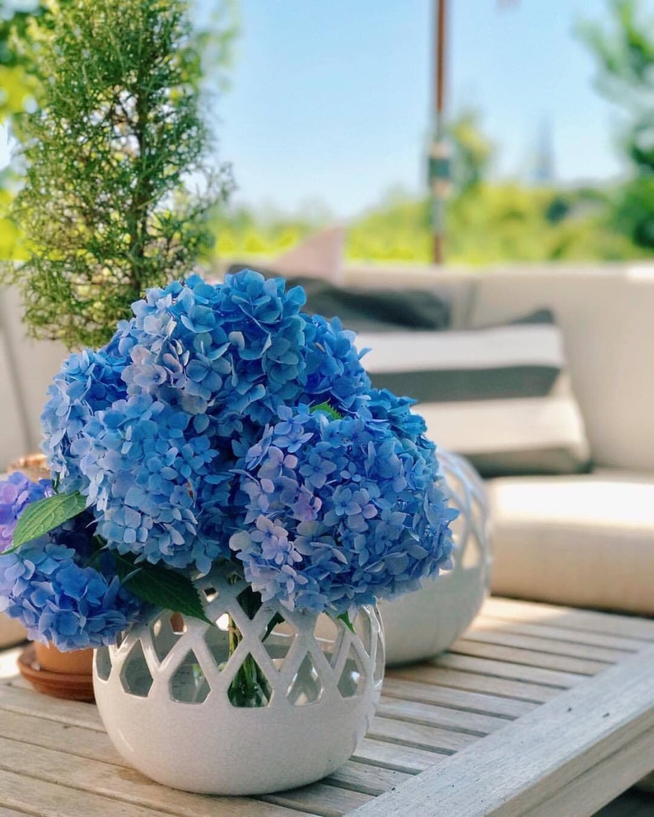 Синие цветы гортензия