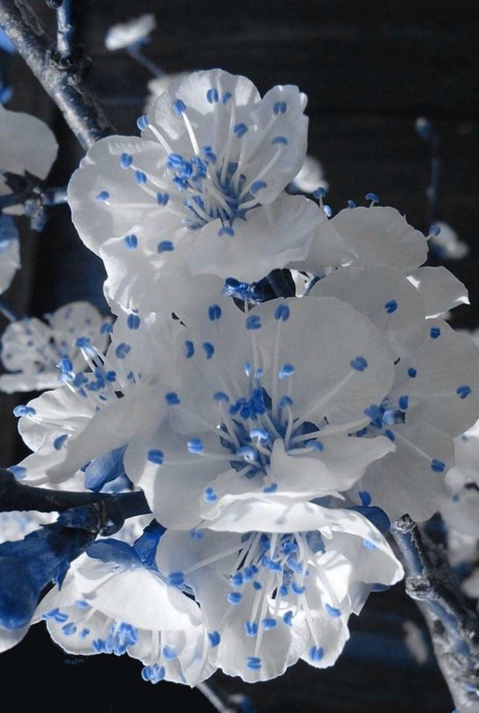Растение с белыми голубыми цветами