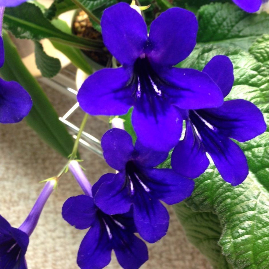 Цветок с голубыми цветами комнатный