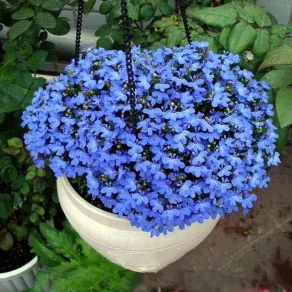 Лобелия голубые цветочки