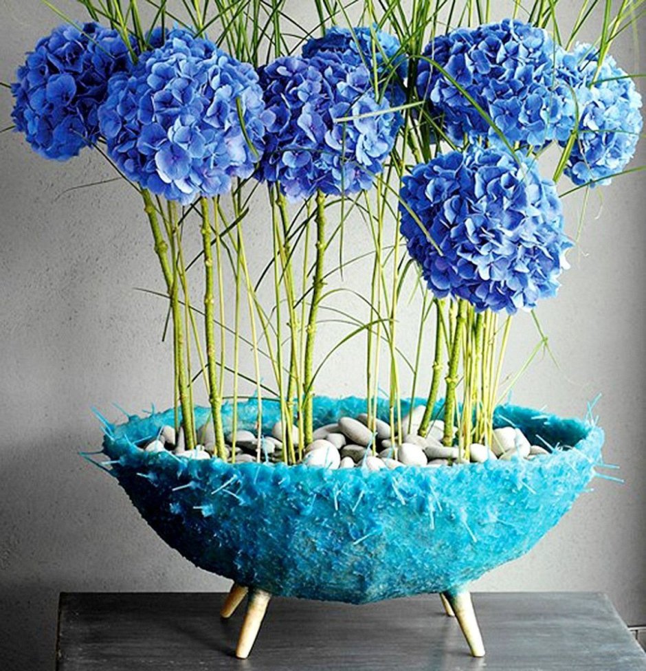 Синие комнатные растения
