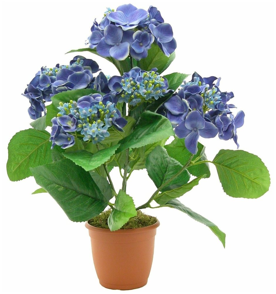 Горшечное растение гидрангея синяя