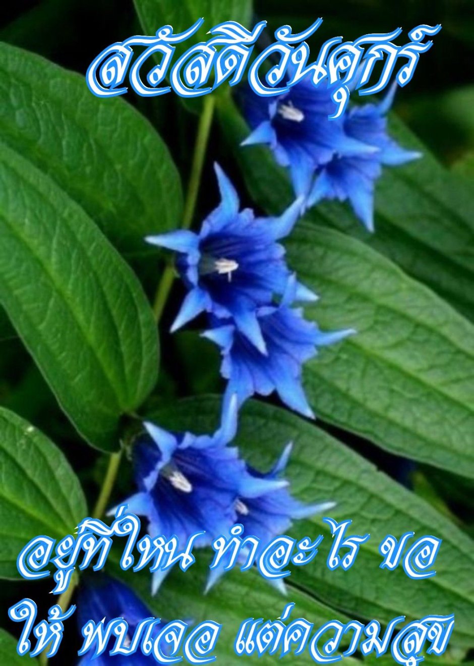 Растение цветет голубыми цветками