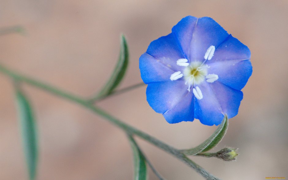 Маленькие голубые цветы название
