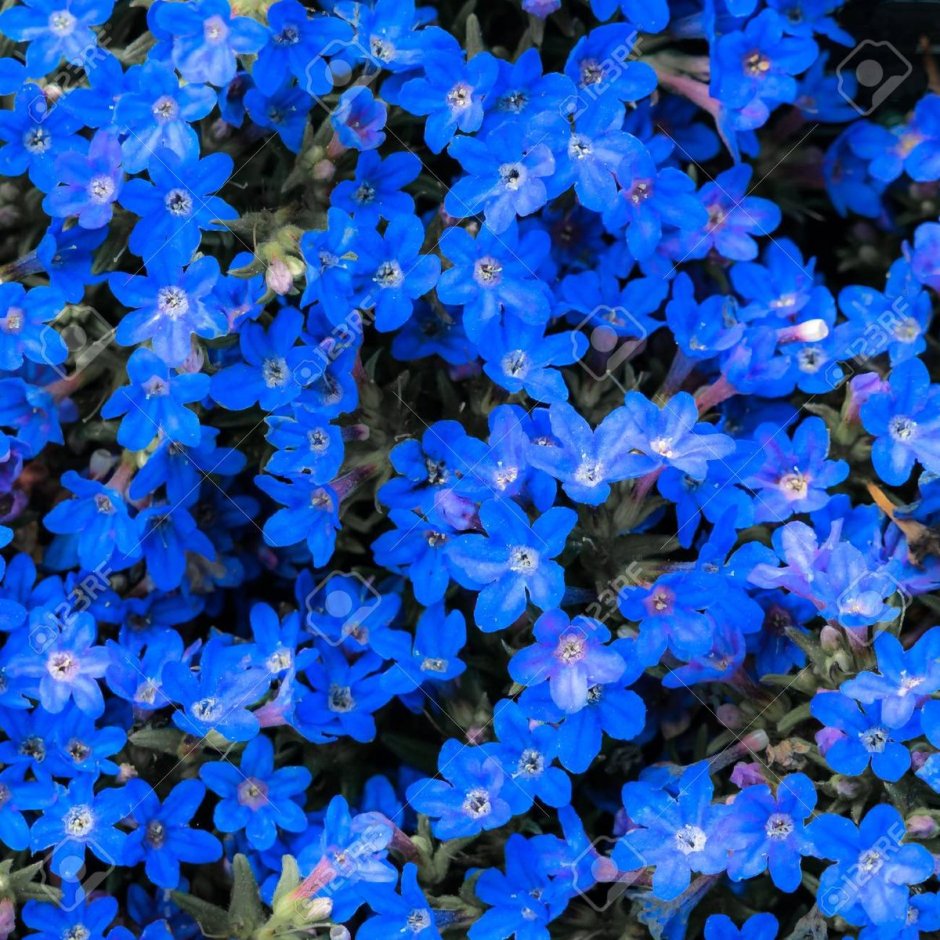 Мелкие синие цветочки название
