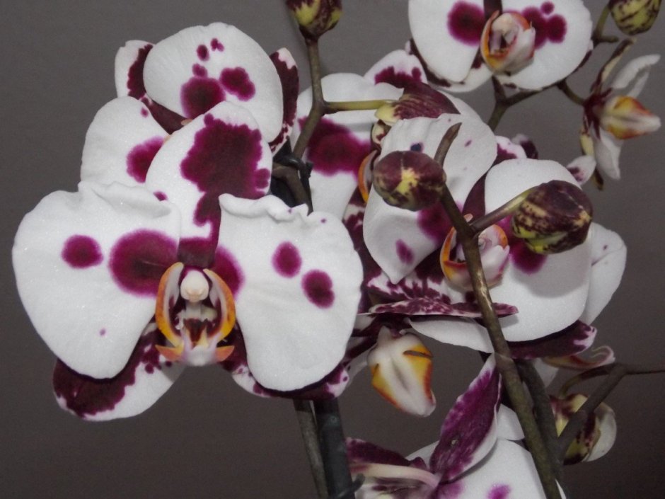 Орхидея Phalaenopsis Kellion