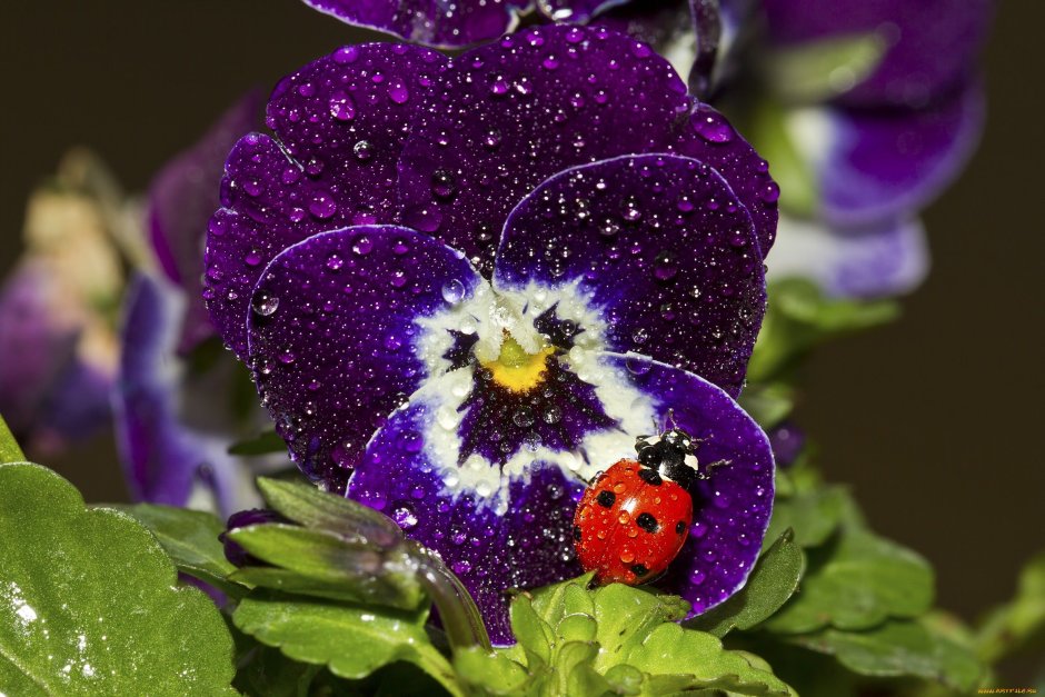 Примула "Belarina Amethyst Ice" (Primula)