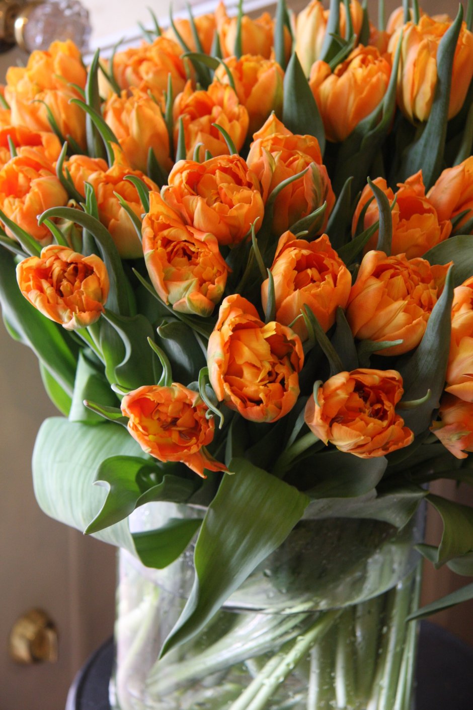 Оранжевые тюльпаны "Юпитер"