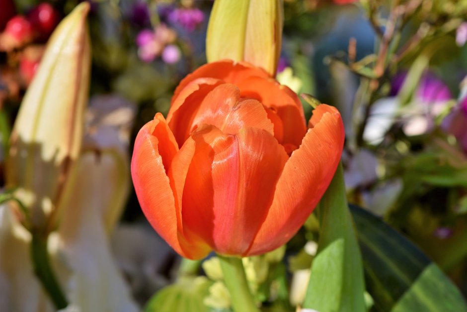 Оранжевые тюльпаны