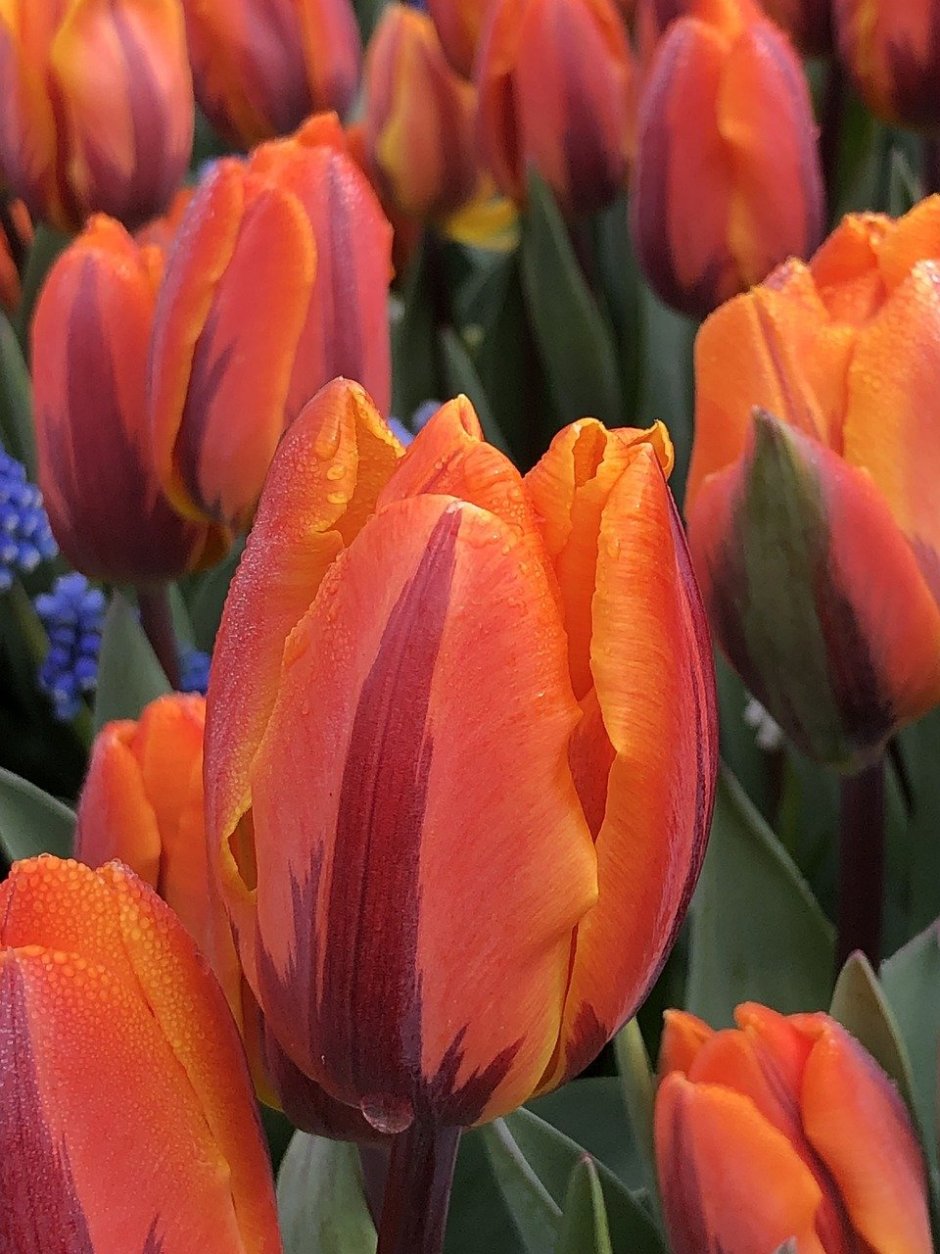 Тюльпан Ментон Tulipa Menton