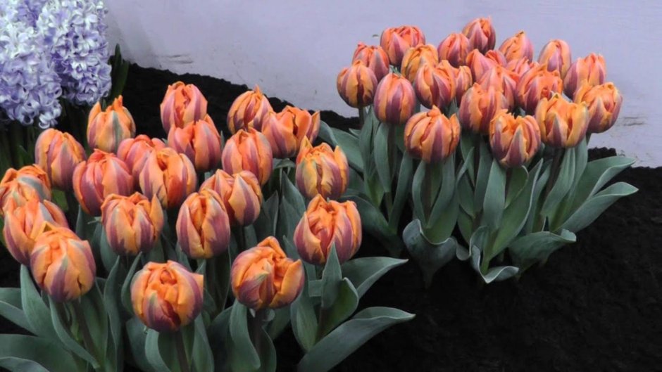 Orange Emperor тюльпан