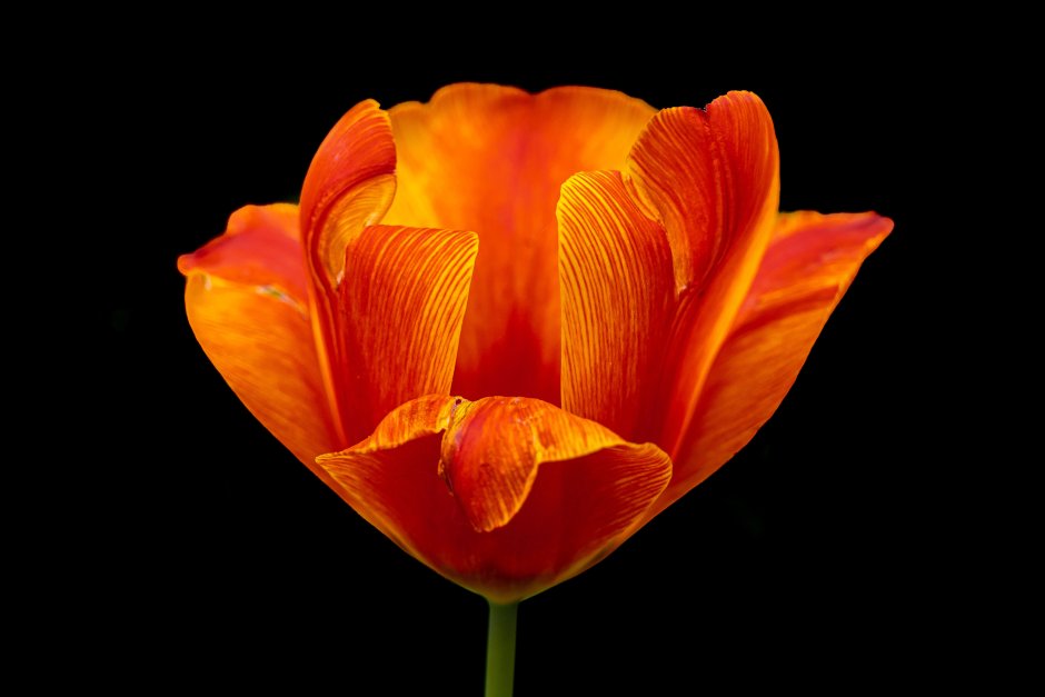 Зеленоцветковых тюльпанов оранжевый