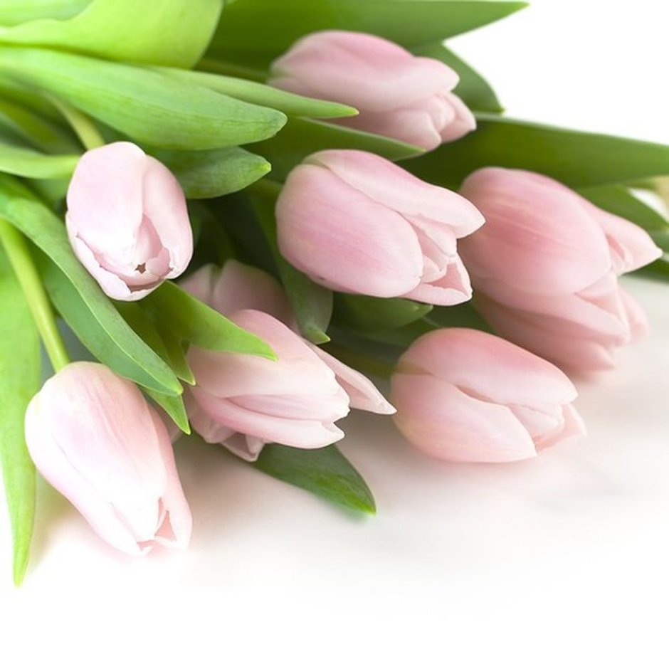 Фотообои букет тюльпанов