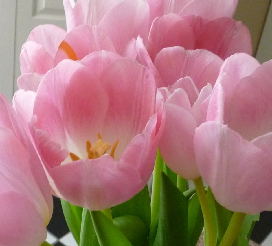 Тюльпан нежно розовый сорт