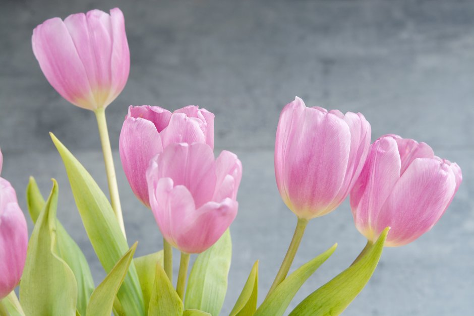 Весна тюльпаны розовые