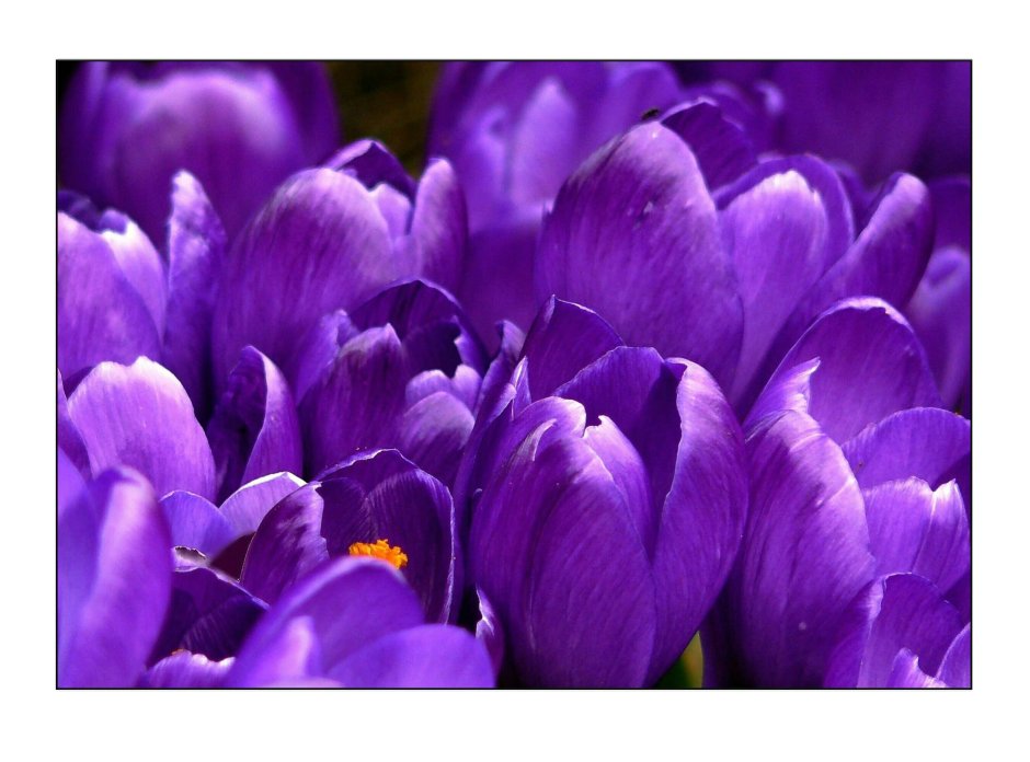Тюльпан фиолетовый