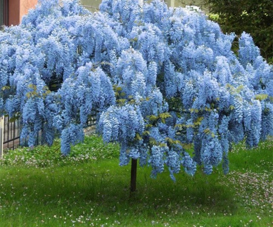 Дерево с голубыми цветами