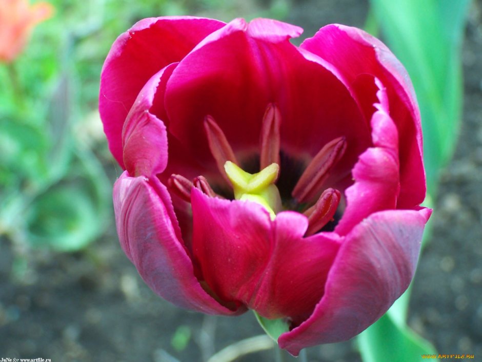 Tulip Anaconda