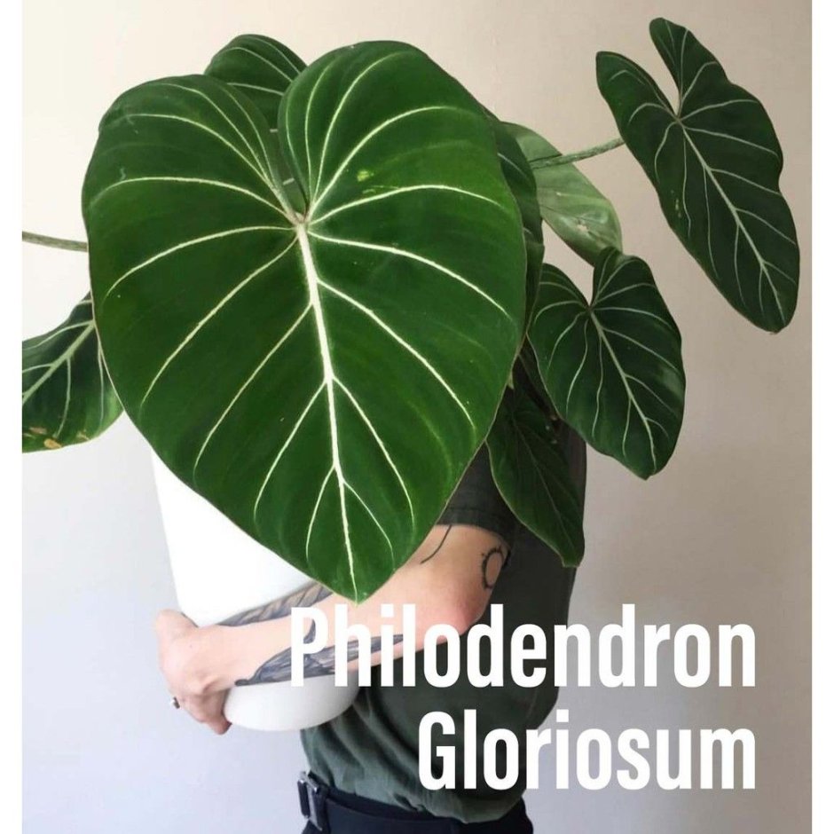 Филодендрон глориозум