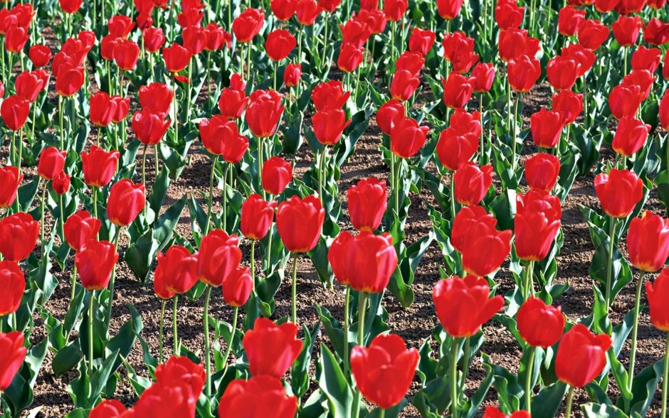 Красный тюльпан Казань