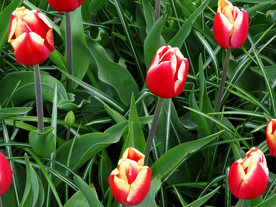 Тюльпан (лилиецветный) - алладин рекорд
