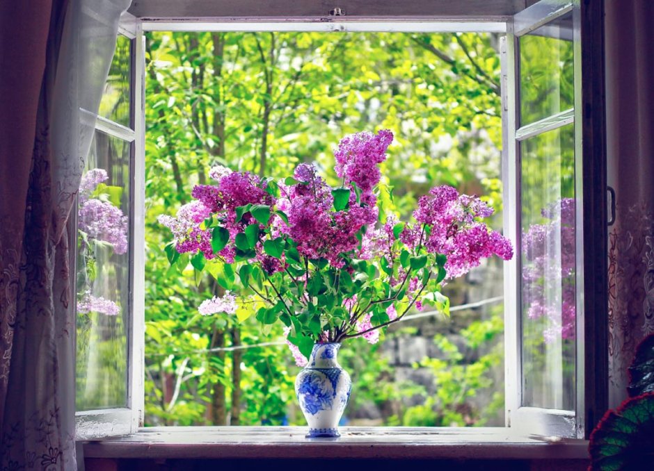 Цветы на открытом окне