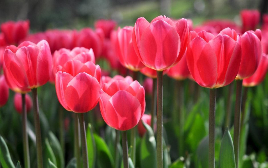 Тюльпан Либрие Tulipa Librije