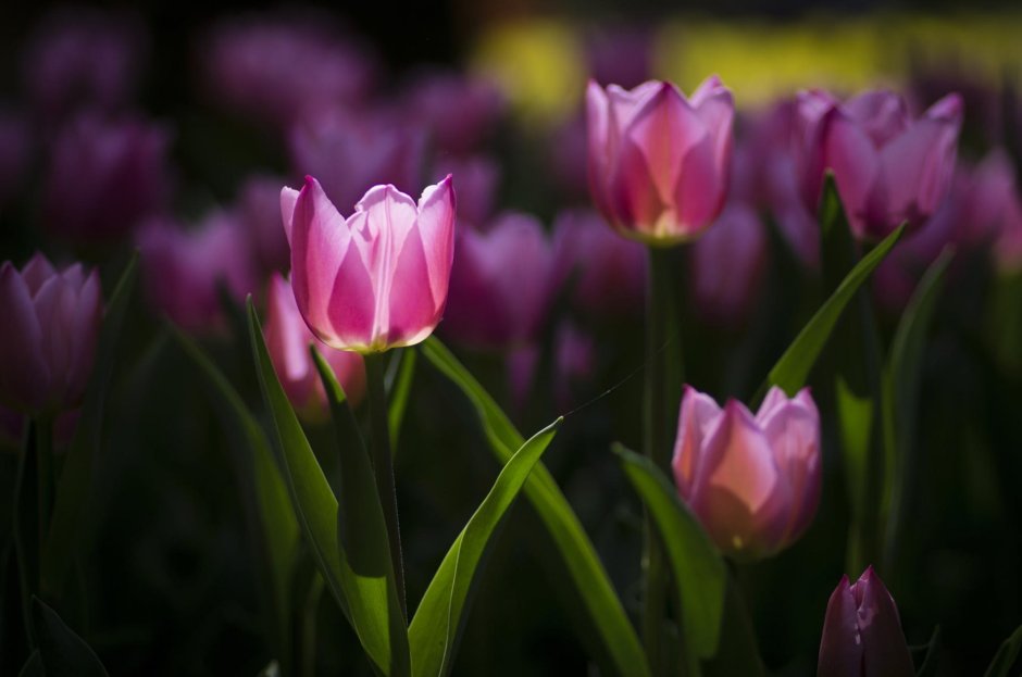 Красивые весенние цветы тюльпаны