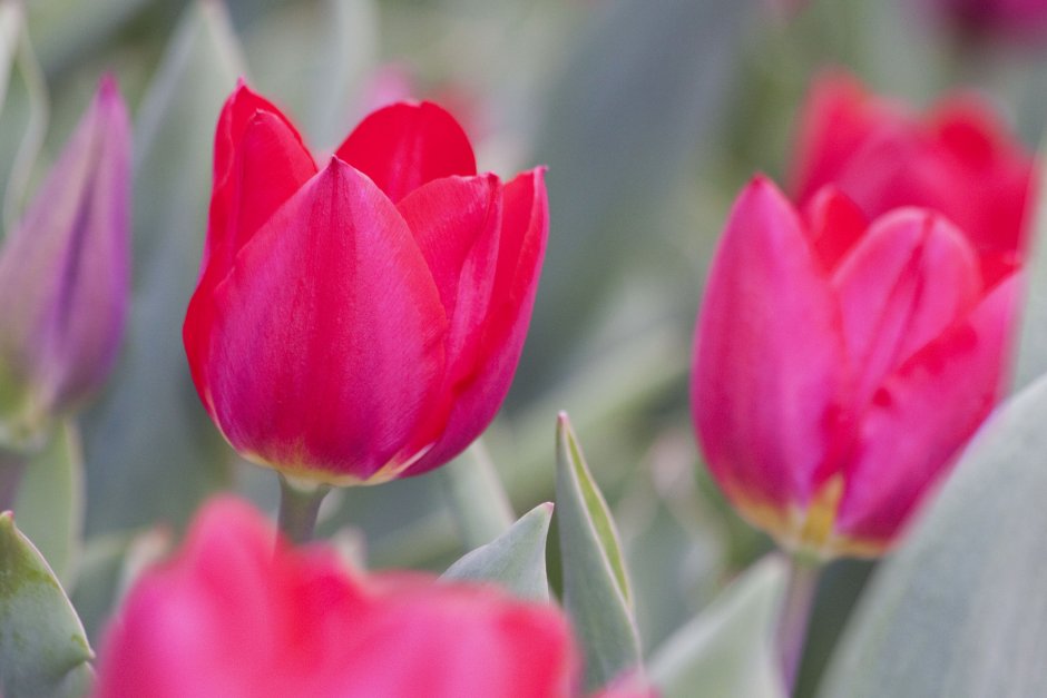 Тюльпан Tulipa Red Hunter ред Хантер