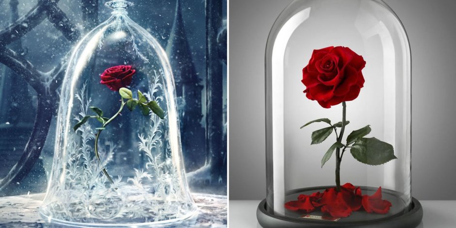 Роза из красавицы и чудовища