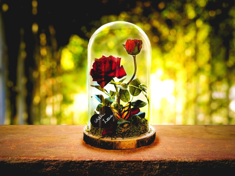 Роза в стеклянном куполе арт