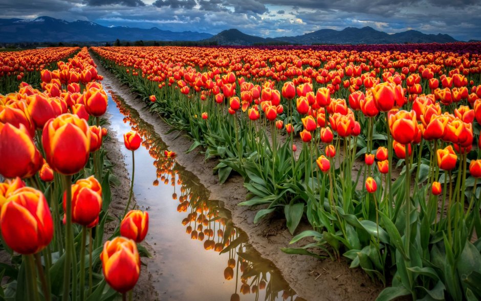 Руденко тюльпановое поле Нидерланды
