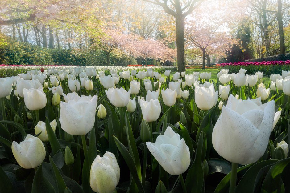 Самый красивый парк тюльпанов кёкенхоф в мире без единого посетителя.