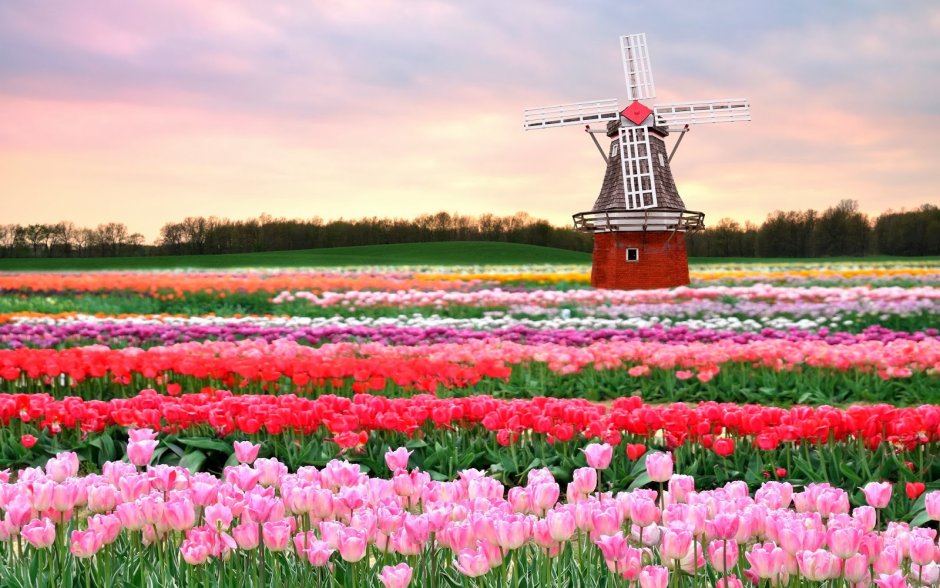 Амстердам тюльпановые поля