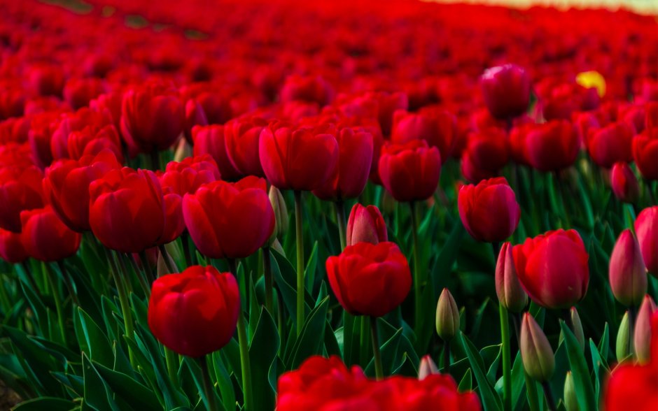 Поле красных тюльпанов