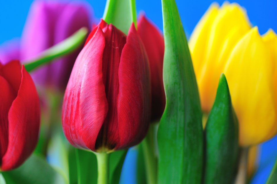 Высококачественные картинки тюльпаны