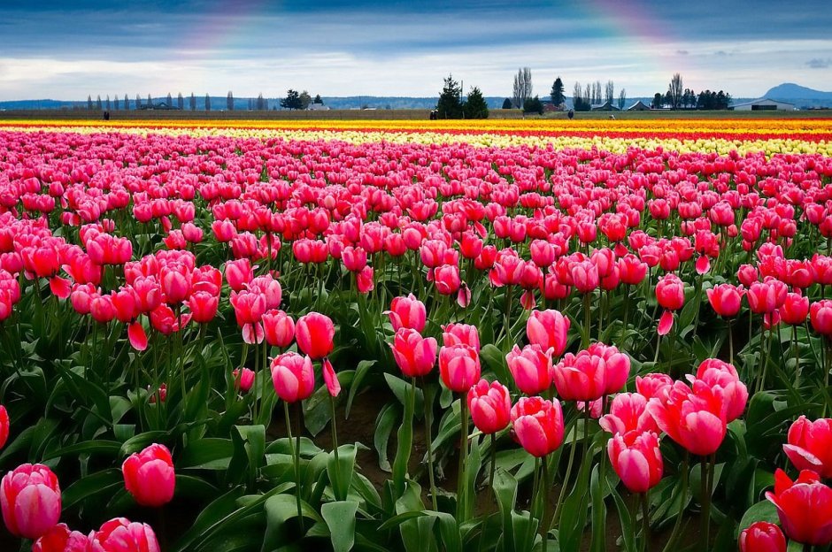 Долина тюльпанов в Голландии