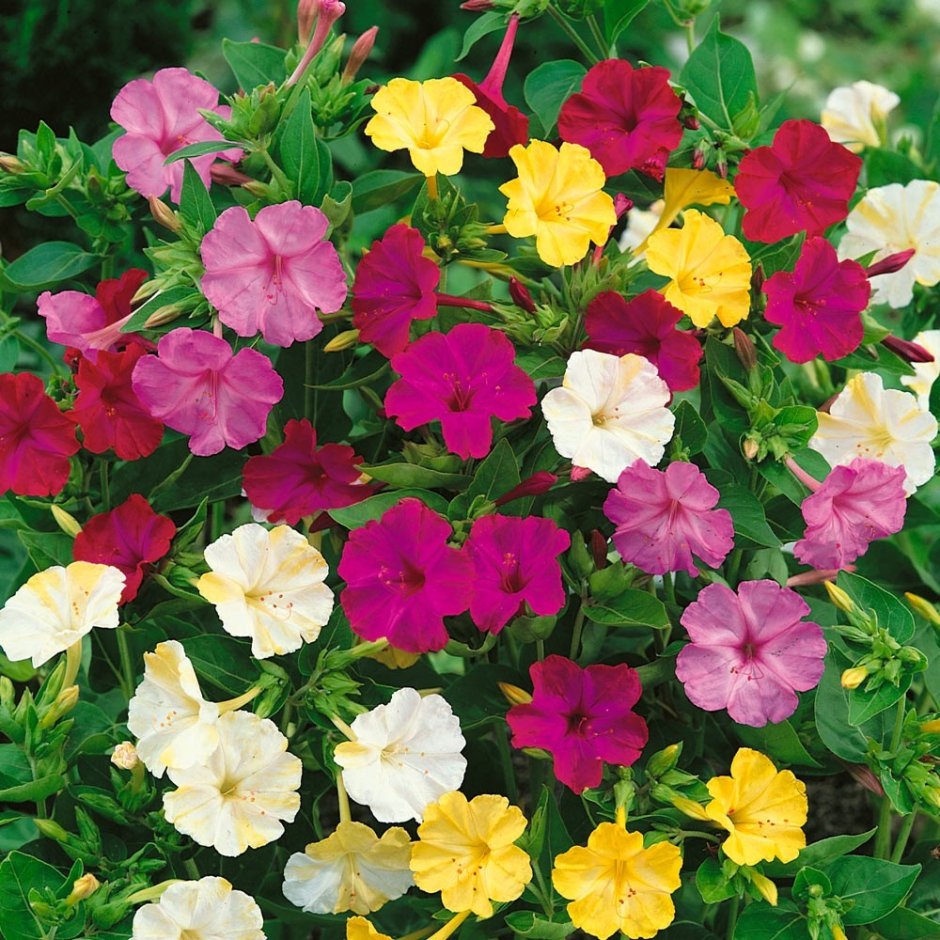 Мирабилис ялапа (Mirabilis Jalapa)